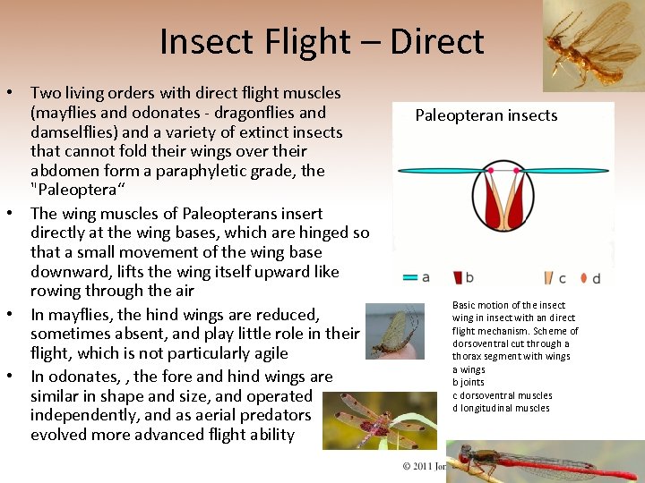 Insect Flight – Direct • Two living orders with direct flight muscles (mayflies and