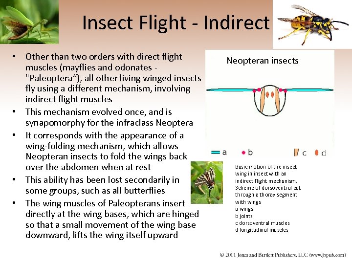 Insect Flight - Indirect • Other than two orders with direct flight muscles (mayflies