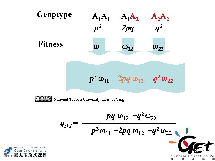 Genptype A A p 2 A A 2 pq A A q 2 Fitness
