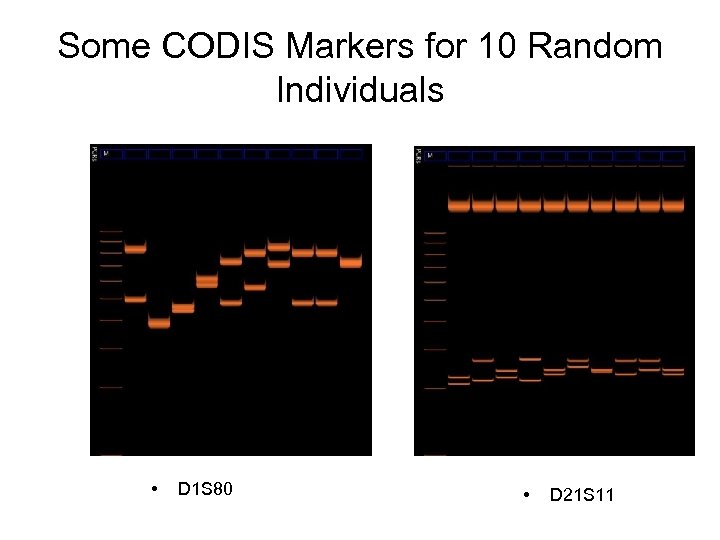 Some CODIS Markers for 10 Random Individuals • D 1 S 80 • D