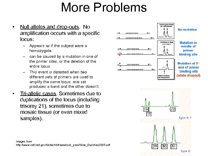 More Problems • Null alleles and drop-outs. No amplification occurs with a specific locus: