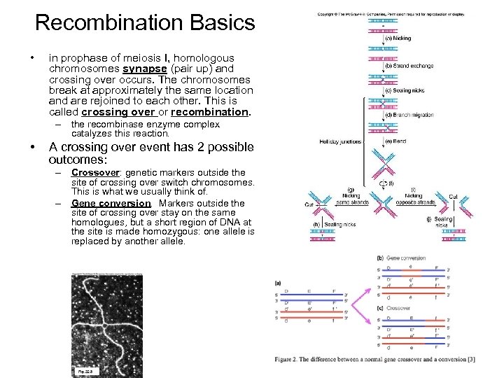 Recombination Basics • in prophase of meiosis I, homologous chromosomes synapse (pair up) and