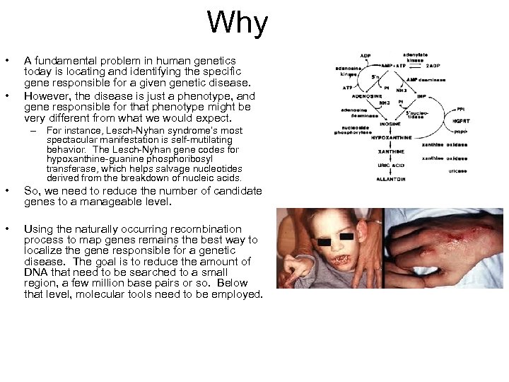 Why • • A fundamental problem in human genetics today is locating and identifying