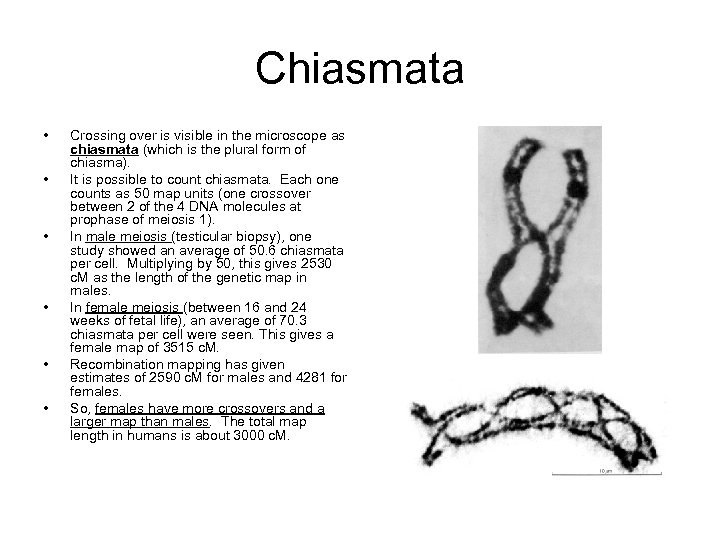 Chiasmata • • • Crossing over is visible in the microscope as chiasmata (which