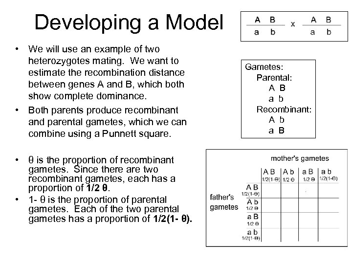 Developing a Model • We will use an example of two heterozygotes mating. We