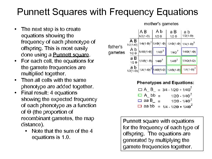 Punnett Squares with Frequency Equations • The next step is to create equations showing