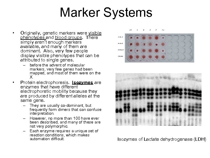 Marker Systems • Originally, genetic markers were visible phenotypes and blood groups. There simply