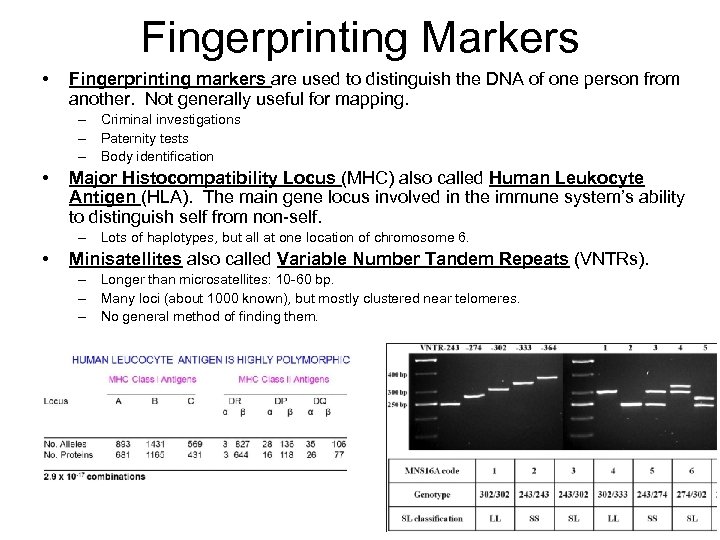 Fingerprinting Markers • Fingerprinting markers are used to distinguish the DNA of one person