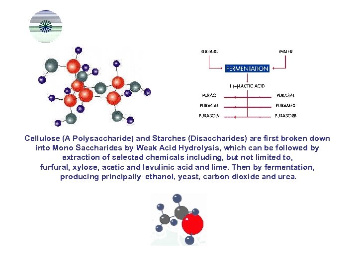 Cellulose (A Polysaccharide) and Starches (Disaccharides) are first broken down into Mono Saccharides by