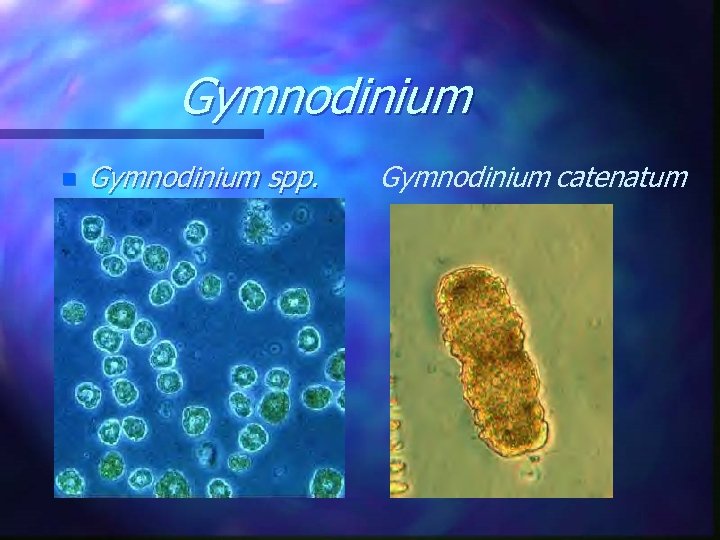 Gymnodinium n Gymnodinium spp. Gymnodinium catenatum 