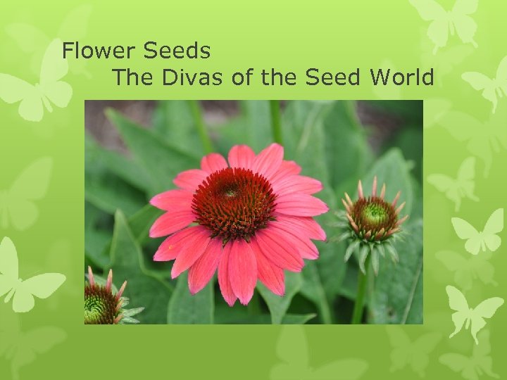 Flower Seeds The Divas of the Seed World 