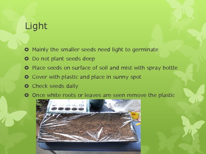 Light Mainly the smaller seeds need light to germinate Do not plant seeds deep