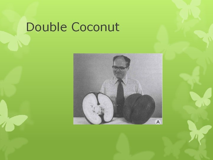 Double Coconut 