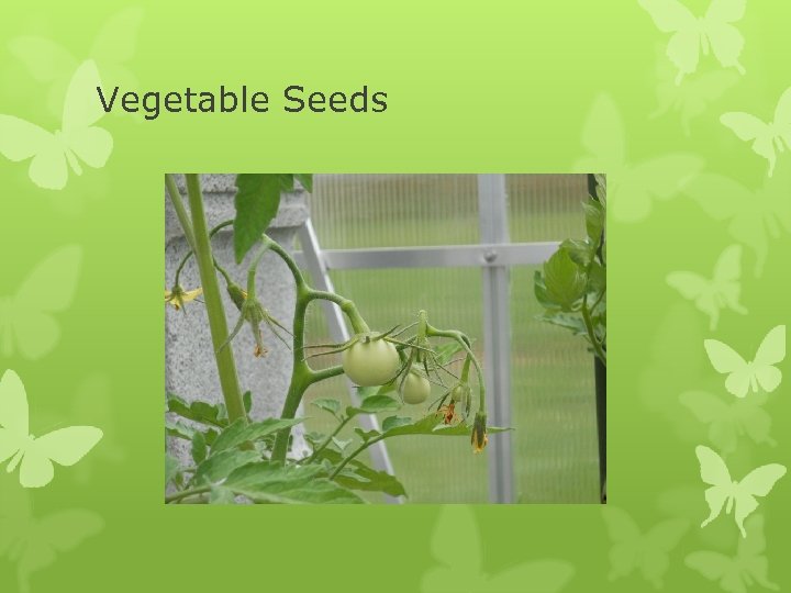 Vegetable Seeds 