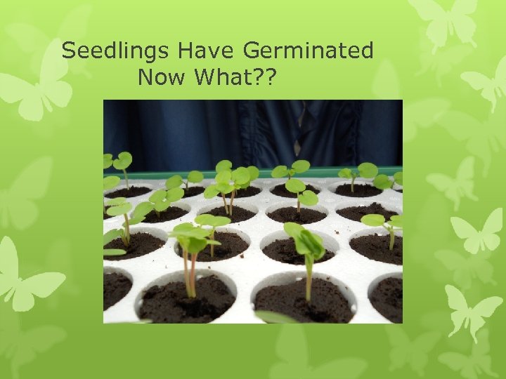 Seedlings Have Germinated Now What? ? 