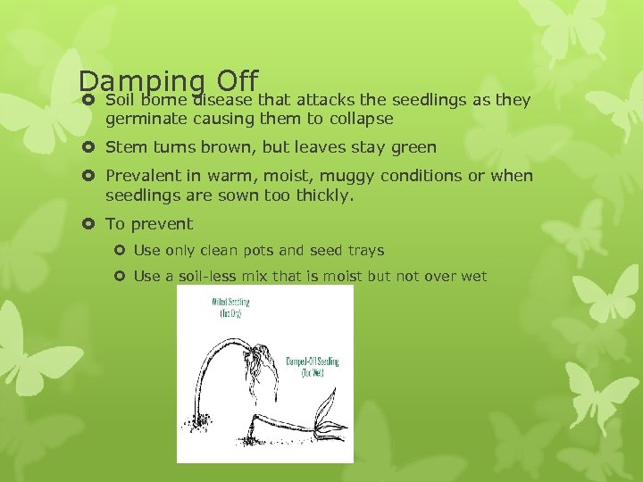 Damping Offthat attacks the seedlings as they Soil borne disease germinate causing them to