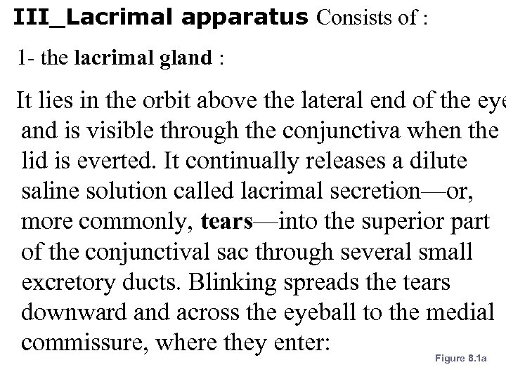 III_Lacrimal apparatus Consists of : 1 - the lacrimal gland : It lies in