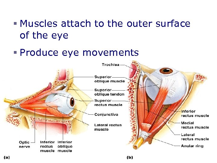 Extrinsic Eye Muscles § Muscles attach to the outer surface of the eye §