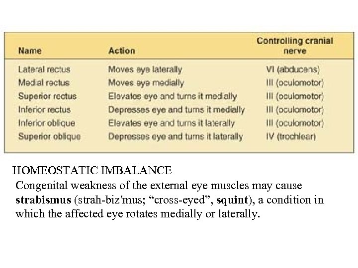 HOMEOSTATIC IMBALANCE Congenital weakness of the external eye muscles may cause strabismus (strah-biz′mus; “cross-eyed”,