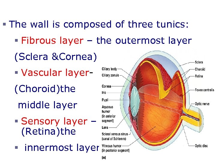 § The wall is composed of three tunics: § Fibrous layer – the outermost