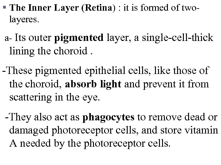 § The Inner Layer (Retina) : it is formed of twolayeres. a- Its outer