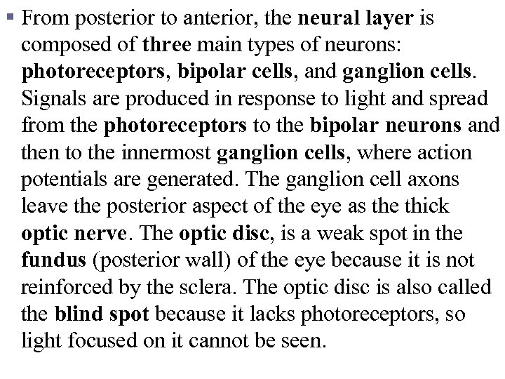 § From posterior to anterior, the neural layer is composed of three main types