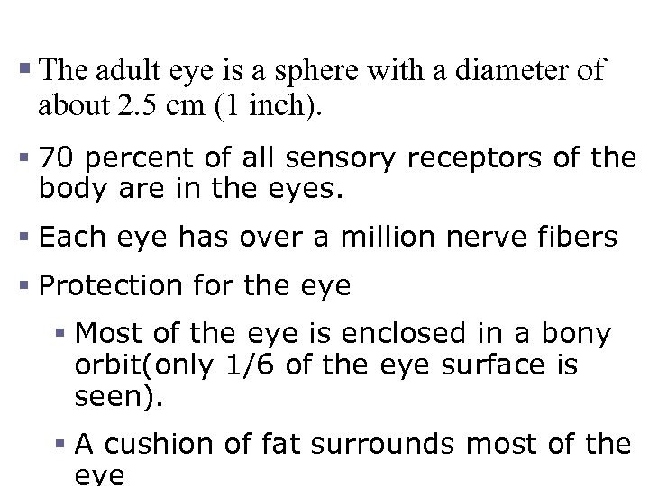 The Eye and Vision § The adult eye is a sphere with a diameter