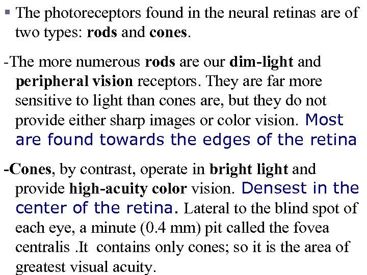 § The photoreceptors found in the neural retinas are of two types: rods and