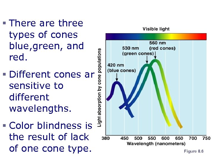 Cone Sensitivity § There are three types of cones blue, green, and red. §