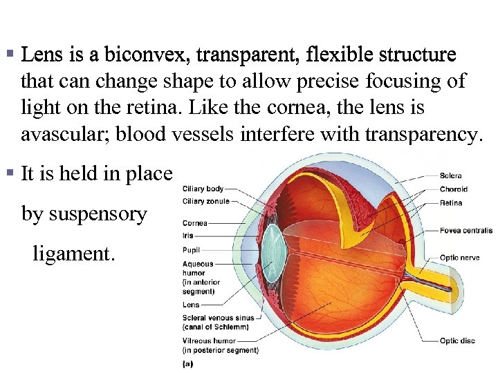 Lens § Lens is a biconvex, transparent, flexible structure that can change shape to