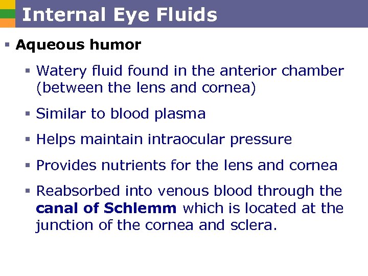 Internal Eye Fluids § Aqueous humor § Watery fluid found in the anterior chamber