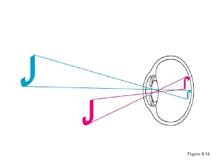 Images Formed on the Retina Figure 8. 10 