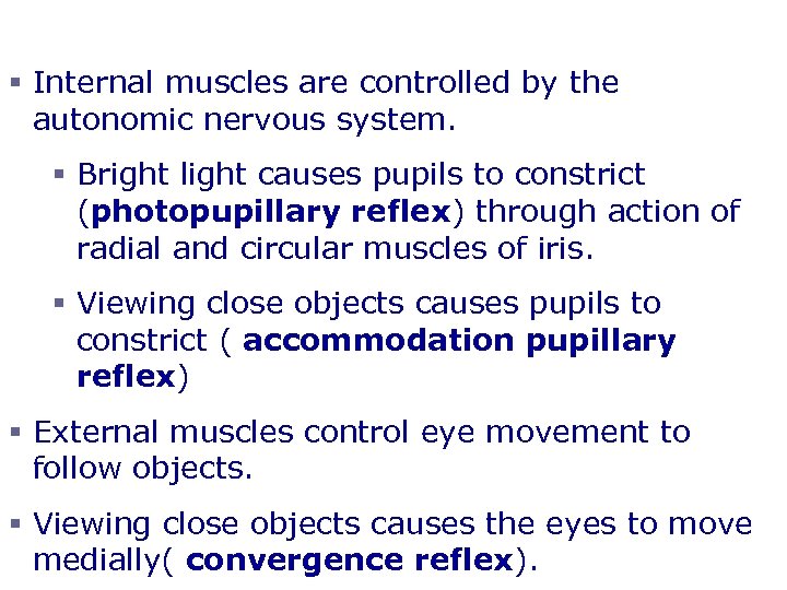 Eye Reflexes § Internal muscles are controlled by the autonomic nervous system. § Bright