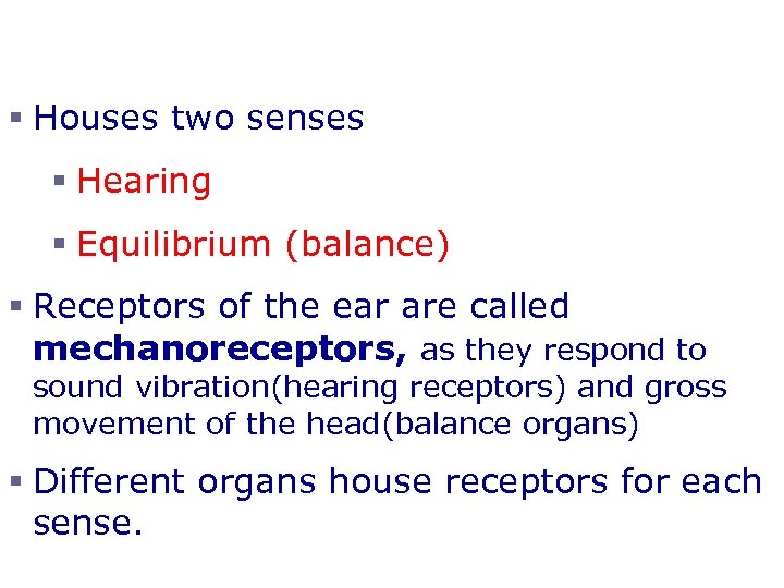 The Ear § Houses two senses § Hearing § Equilibrium (balance) § Receptors of