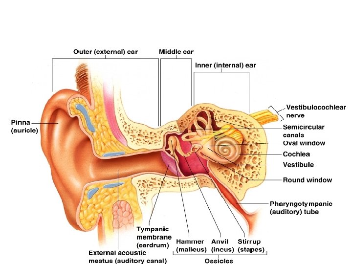 Anatomy of the Ear Figure 8. 12 