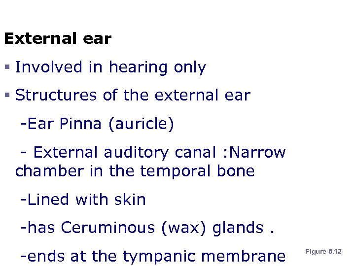 Anatomy of the Ear External ear § Involved in hearing only § Structures of