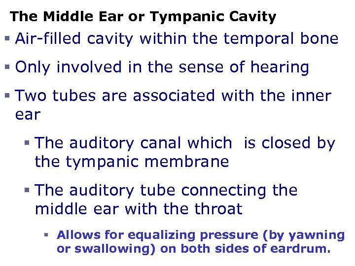 The Middle Ear or Tympanic Cavity § Air-filled cavity within the temporal bone §