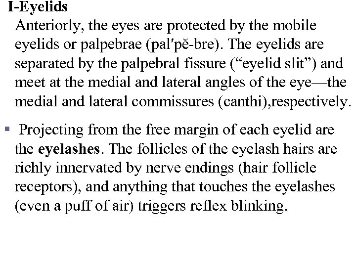 I-Eyelids Anteriorly, the eyes are protected by the mobile eyelids or palpebrae (pal′pĕ-bre). The