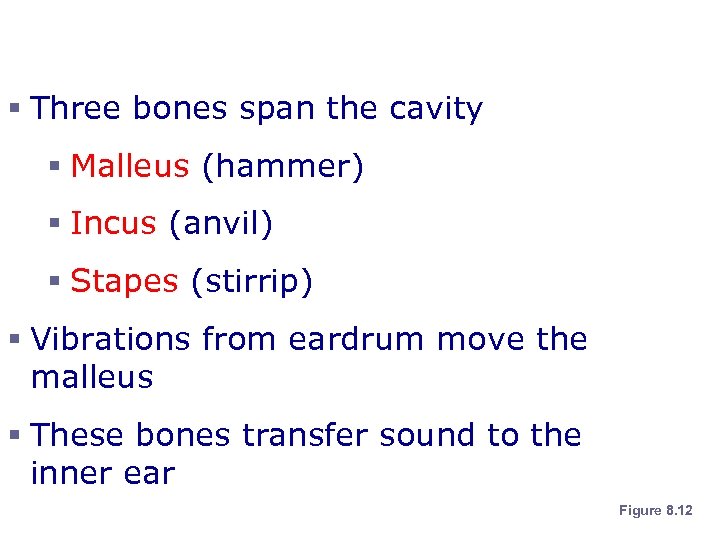 Bones of the Tympanic Cavity § Three bones span the cavity § Malleus (hammer)