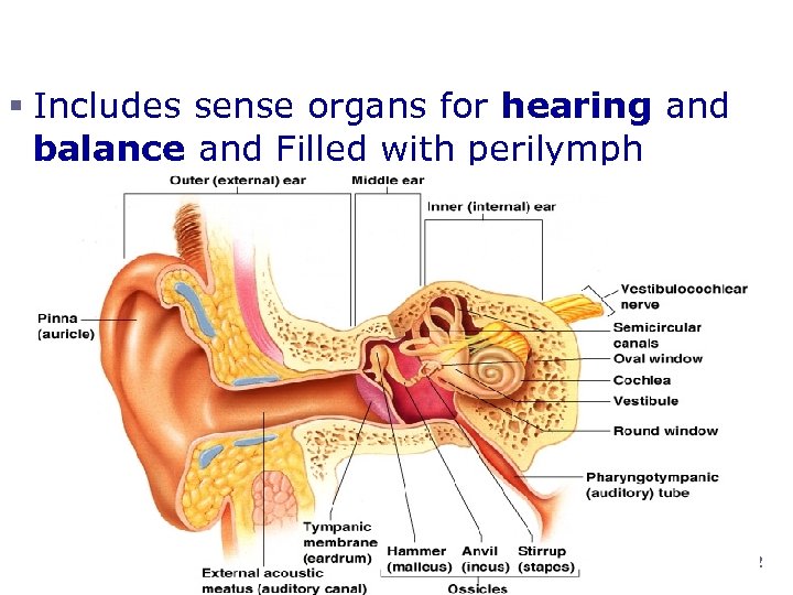 Inner (Inner )Ear § Includes sense organs for hearing and balance and Filled with