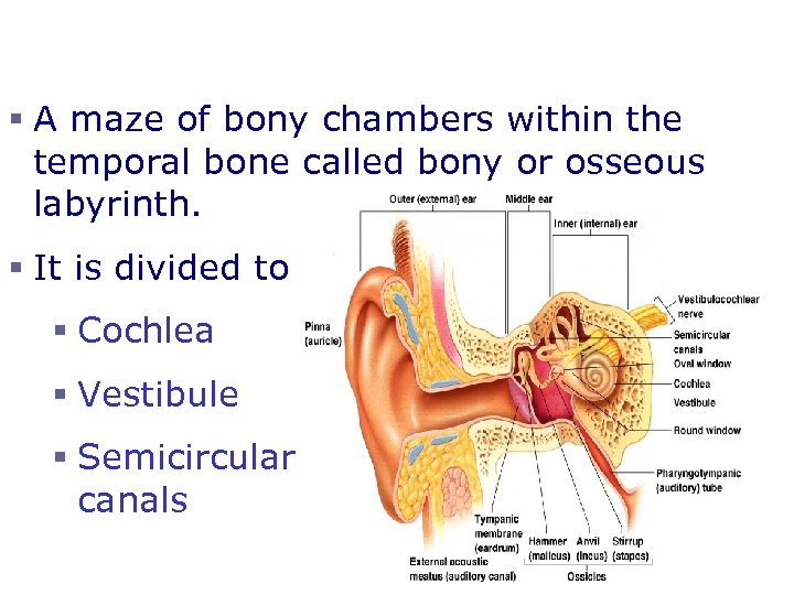 Inner Ear or Bony Labyrinth § A maze of bony chambers within the temporal