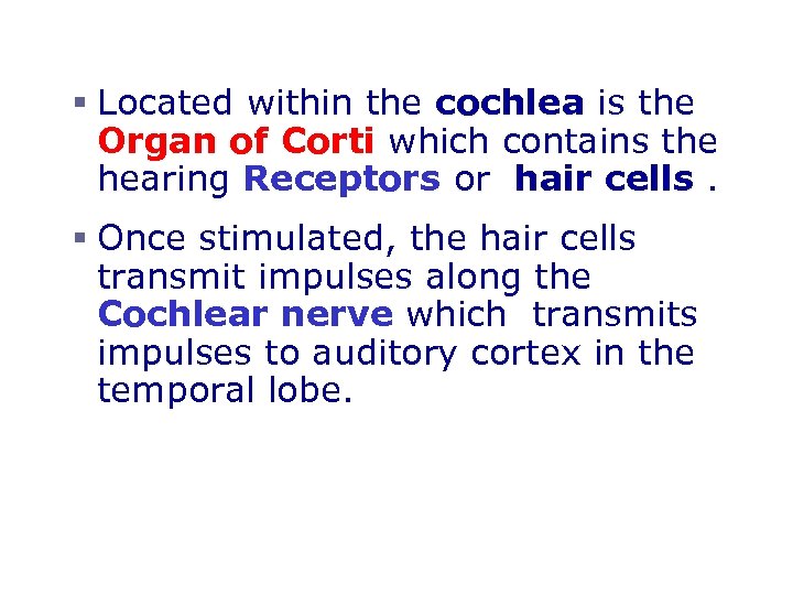 Organs of Hearing § Located within the cochlea is the Organ of Corti which