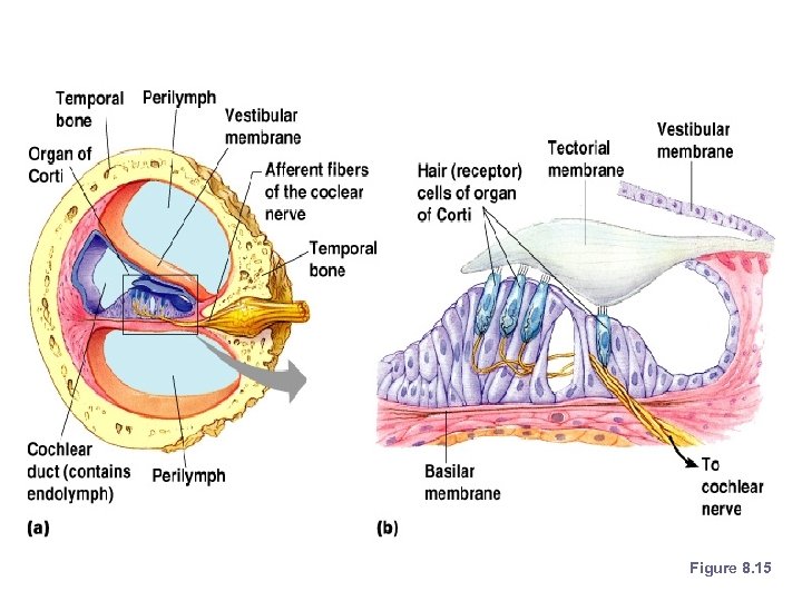 Organs of Hearing Figure 8. 15 