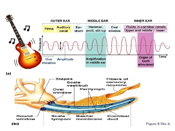 Mechanisms of Hearing Figure 8. 16 a–b 