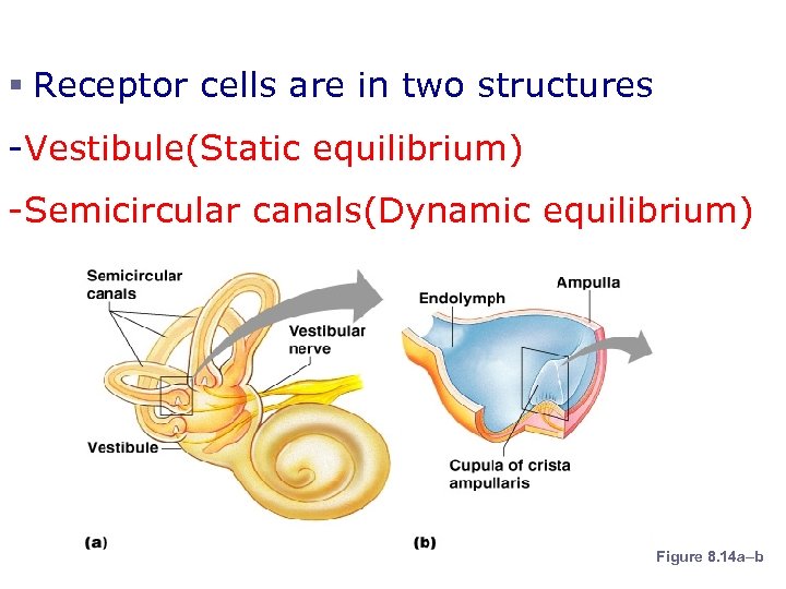 Organs of Equilibrium § Receptor cells are in two structures -Vestibule(Static equilibrium) -Semicircular canals(Dynamic