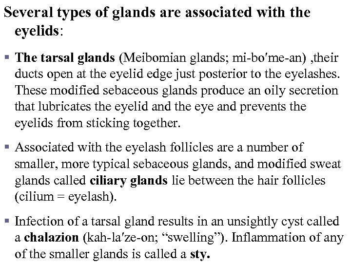 Several types of glands are associated with the eyelids: § The tarsal glands (Meibomian