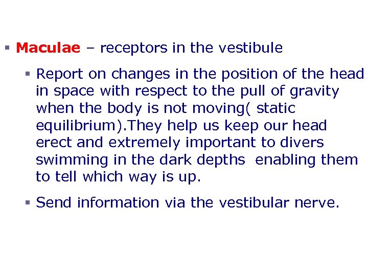 Static Equilibrium § Maculae – receptors in the vestibule § Report on changes in