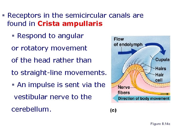 Dynamic Equilibrium § Receptors in the semicircular canals are found in Crista ampullaris §