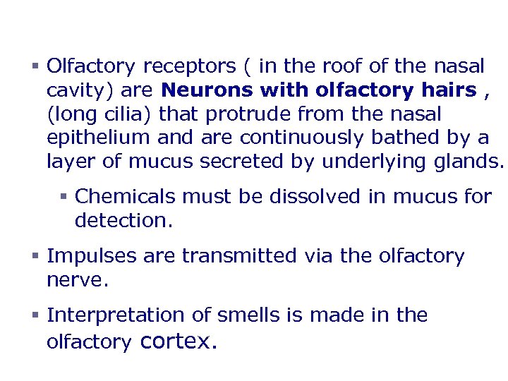 Olfaction – The Sense of Smell § Olfactory receptors ( in the roof of