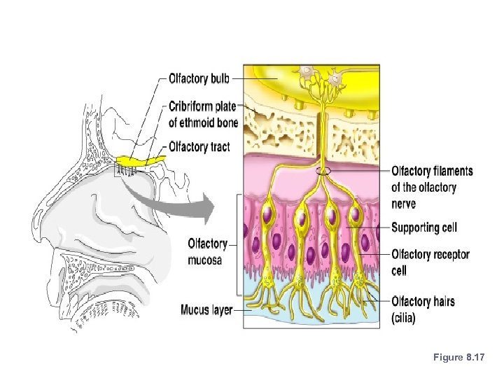 Olfactory Epithelium Figure 8. 17 